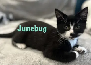 Junebug