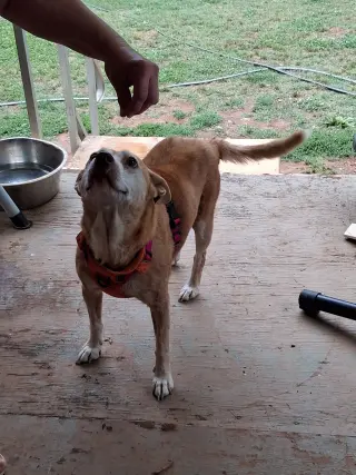 Lorelai Daisy