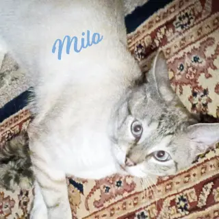 Milo #devotee-of-people