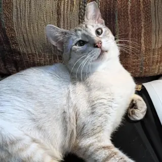 Milo #devotee-of-people