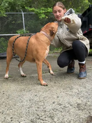 Banjo (5yo, 89lbs)