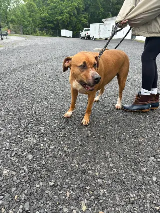 Banjo (5yo, 89lbs)