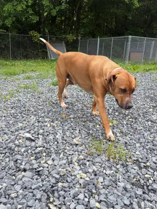 Banjo (5yo, 89lbs)