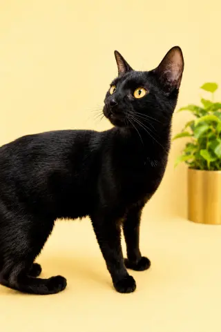 Enzo (FCID# 04/28/2026 - 101) Willow Grove
