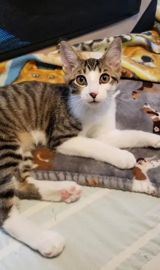 Banjo