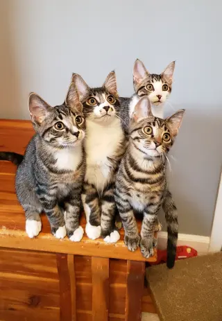 Banjo