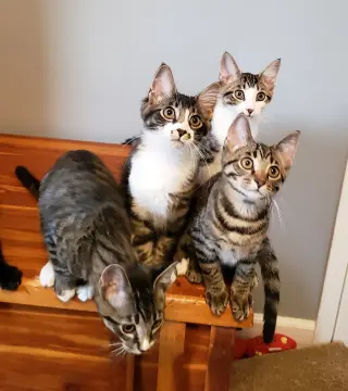 Banjo