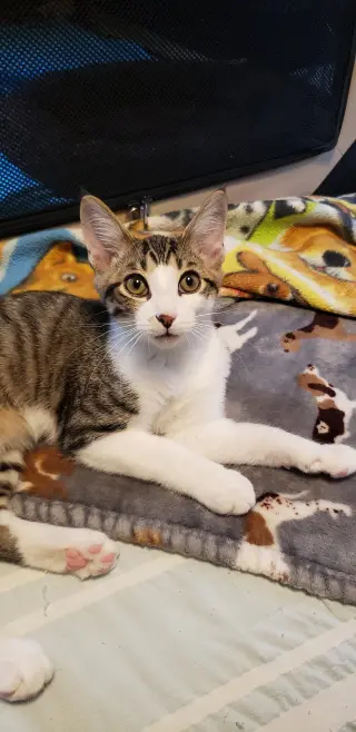 Banjo