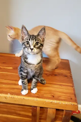 Bongo