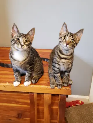 Bongo