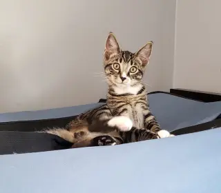 Bongo