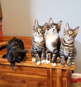 Bongo