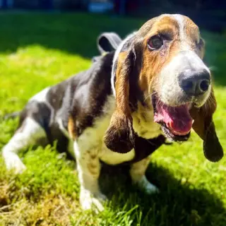 TOBIAS