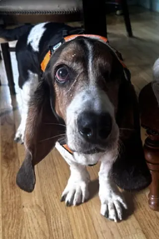 TOBIAS