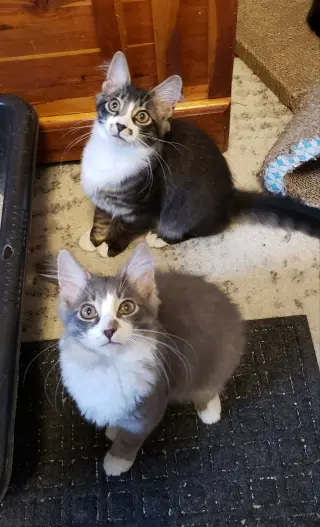 Spoons