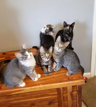 Spoons