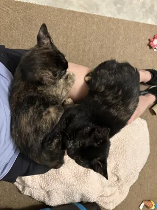 Hazel & Reese (bonded pair)
