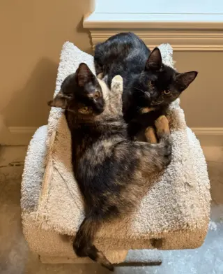Hazel & Reese (bonded pair)
