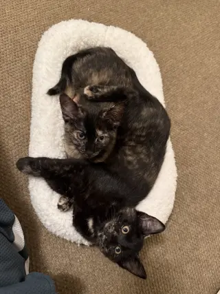 Hazel & Reese (bonded pair)