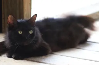 Margarita