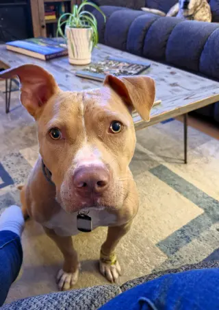 Manny
