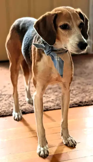 Stella