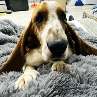 COPPER 2 - ADOPTION PENDING!