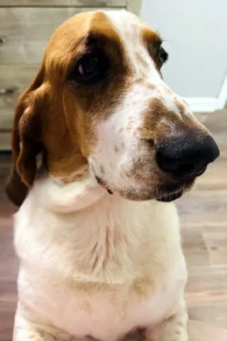COPPER 2 - ADOPTION PENDING!