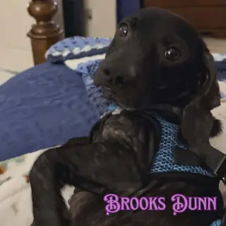 Brooks Dunn