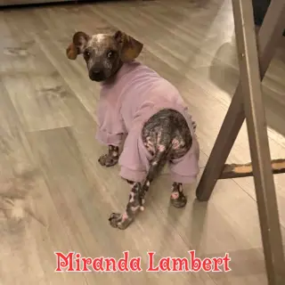 Miranda Lambert