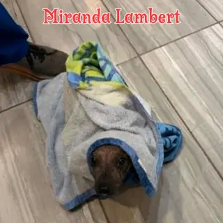 Miranda Lambert