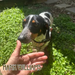 Hank Williams