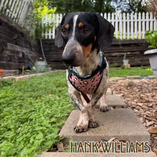 Hank Williams