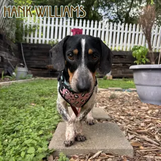 Hank Williams