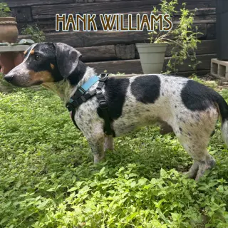 Hank Williams