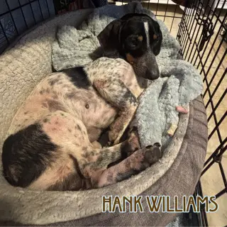 Hank Williams
