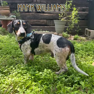 Hank Williams