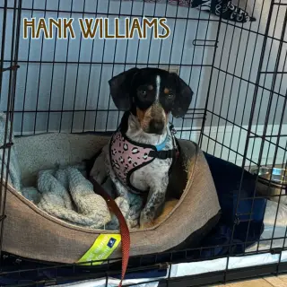 Hank Williams