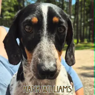 Hank Williams