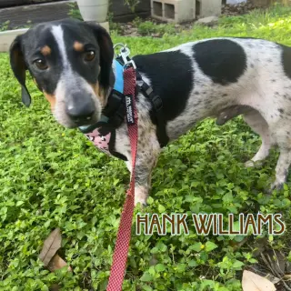 Hank Williams