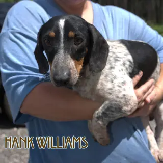 Hank Williams