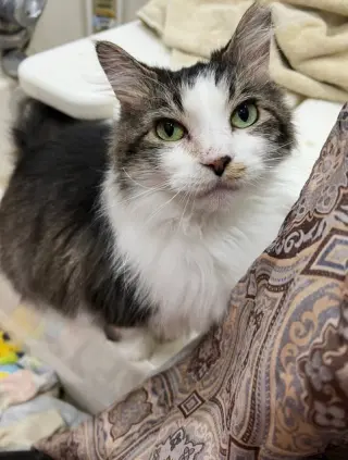 WILLOW