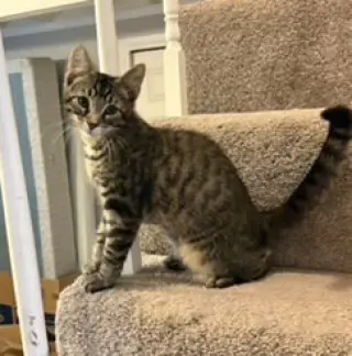 KITTEN STEVE