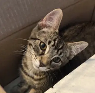 KITTEN STEVE