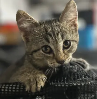 Jacques