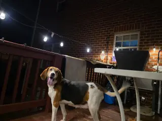 Dutchees