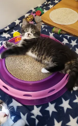 Kazoo