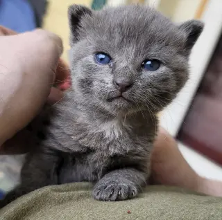 Celaena
