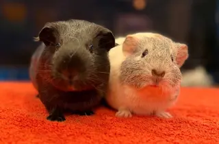 Margie & Pearl