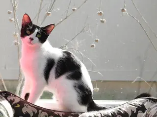 Dotty
